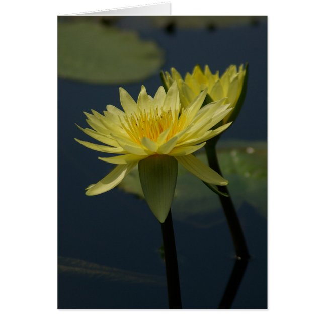 Cartão de Lírios de Lotus Amarelo (Frente)