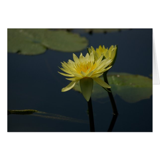 Cartão de Lírios de Lotus Amarelo (Frente Horizontal)