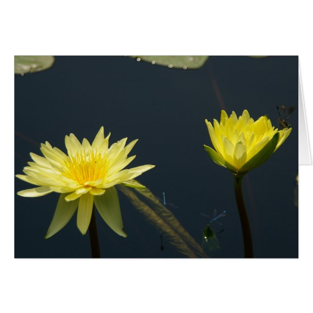 Cartão de Lírios de Lotus Amarelo (Frente Horizontal)