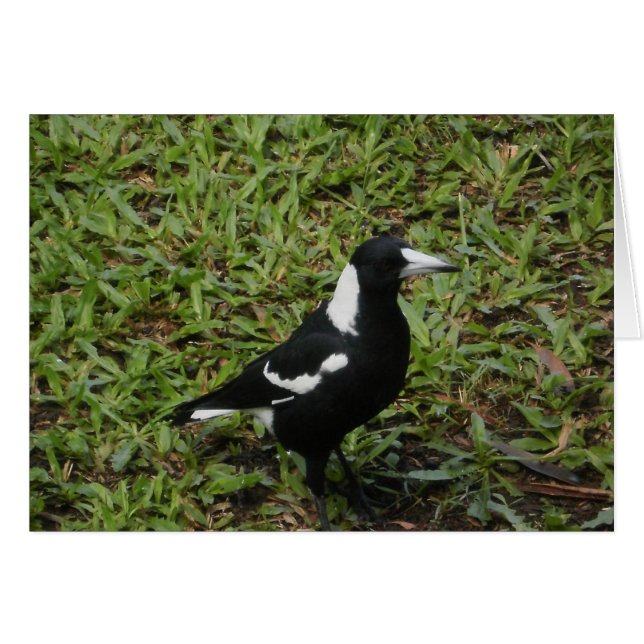 Cartão de Magpie australiano (Frente Horizontal)