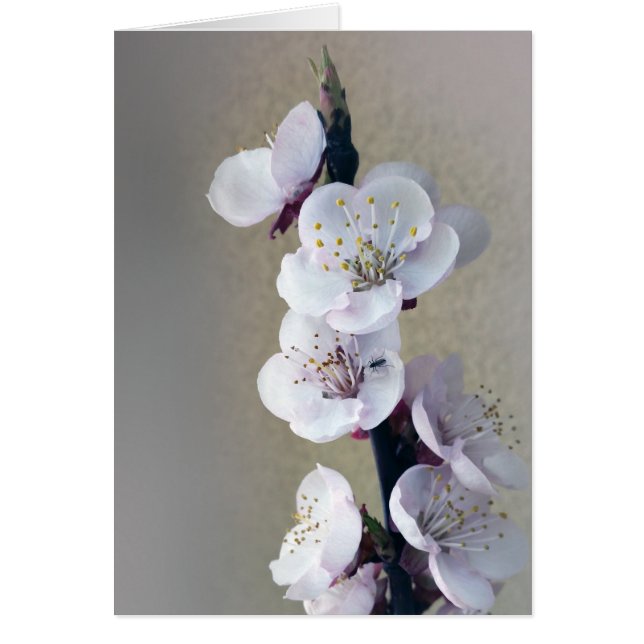 Cartão de manhã cedo (Frente)