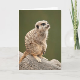 Cartão de Meerkat