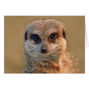 Cartão de Meerkat