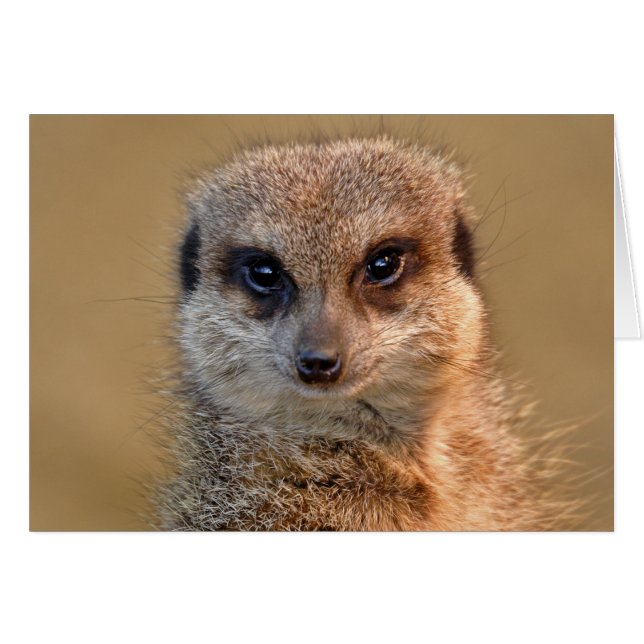 Cartão de Meerkat (Frente Horizontal)