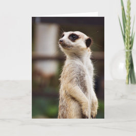 Cartão de Meerkat