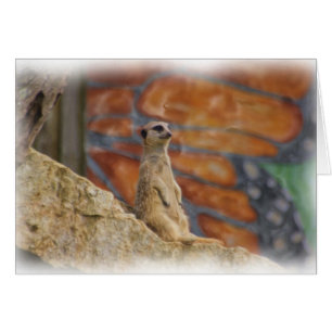 Cartão de Meerkat