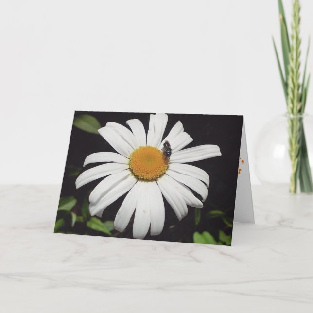 Cartão de Melhoras "Bee Upon Daisy" (Frente)