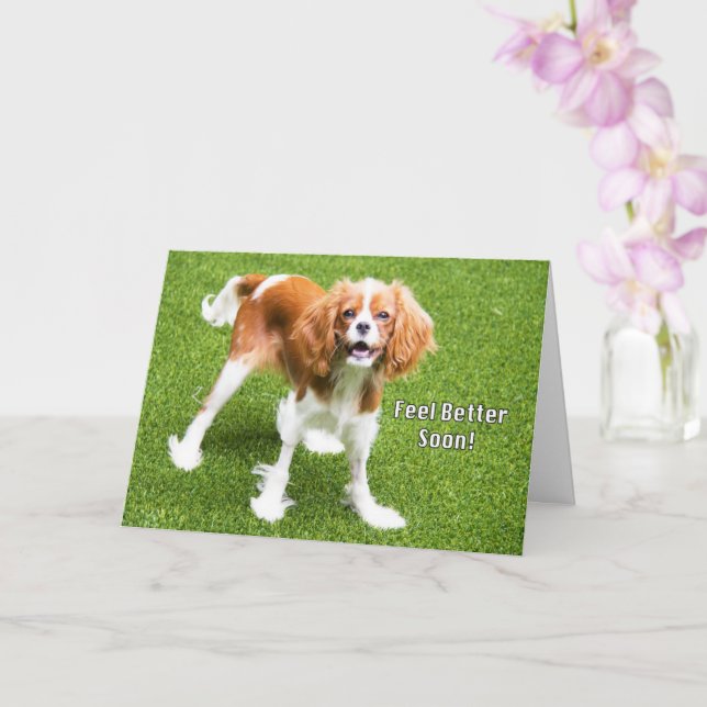 Cartão de Melhoras Cavalier King Charles Fofo (Orquídea)