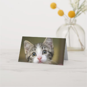 Cartão De Mesa Um gatinho fofo com olhos verdes