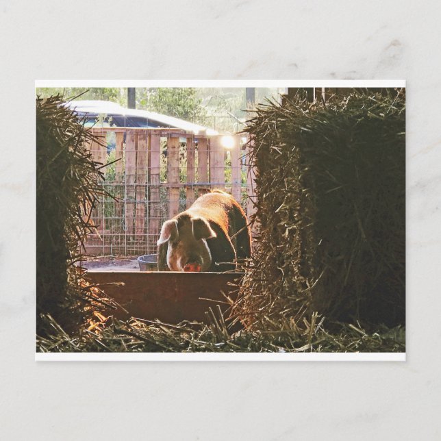 Cartão de Molly o porco (Frente)