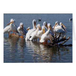 Cartão de Nápoles Pelicanos 5X7