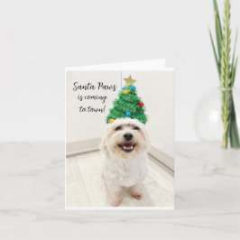 Cartão de Natal Adorável Bichon Maltese Santa Pata