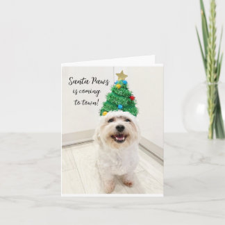 Cartão de Natal Adorável Bichon Maltese Santa Pata