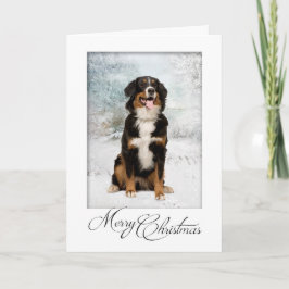 Cartão de Natal Bernese Mt.