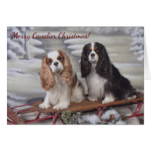 Cartão de Natal Blenheim/Tricolor Cavalier Spaniel