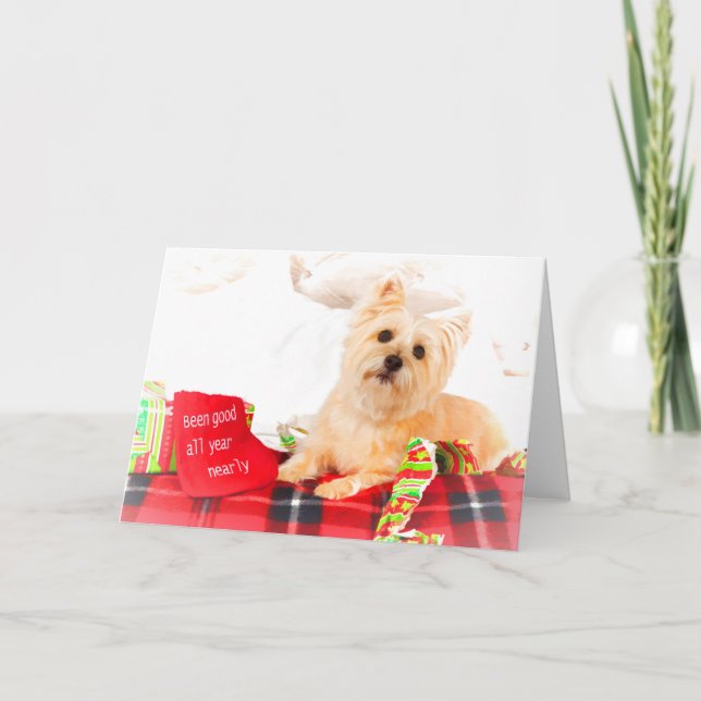 Cartão de Natal Cairn Terrier (Frente)
