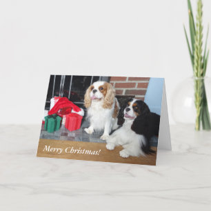 Cartão de Natal Cavalier King Charles Spaniel