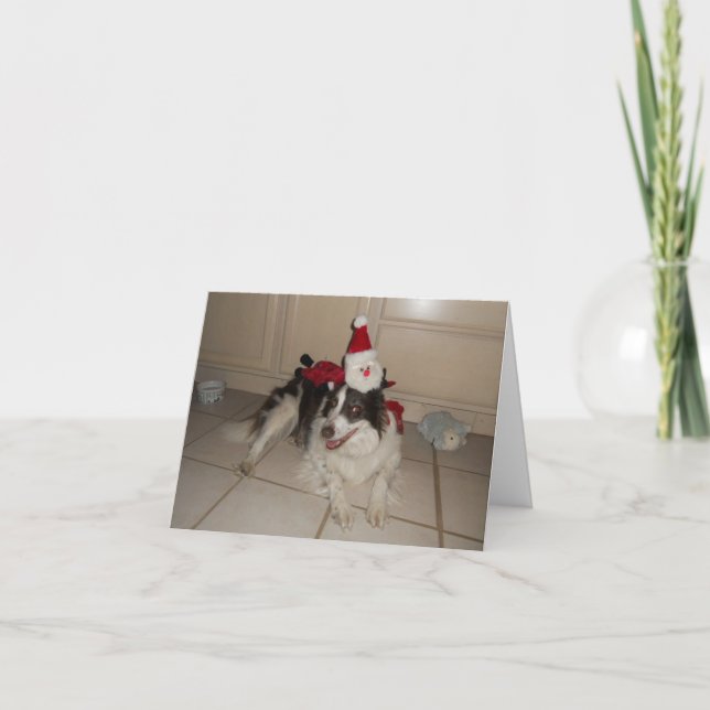 Cartão de Natal da Border Collie (Frente)