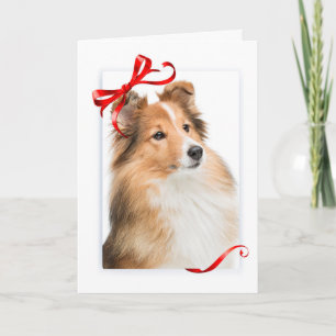 Cartão de Natal da doce Sheltie