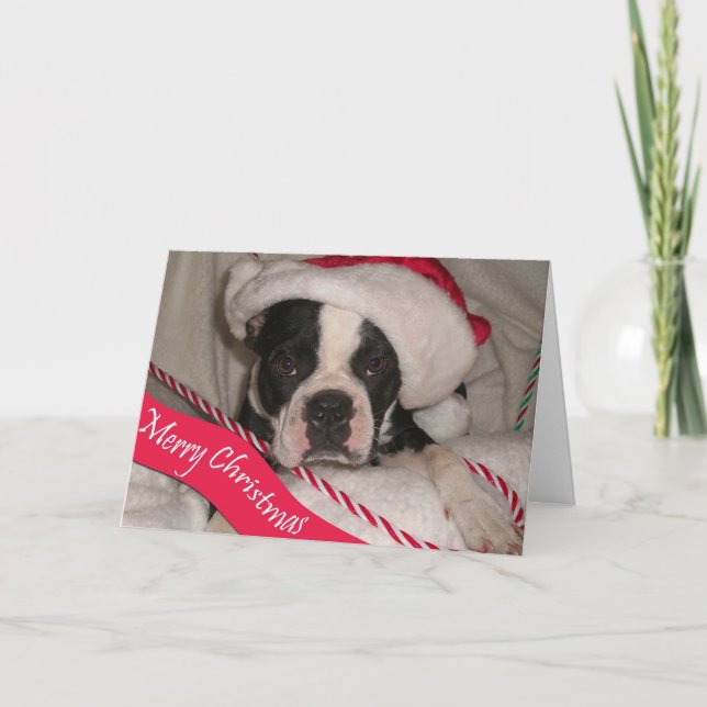 Cartão de Natal de Boston Terrier (Frente)