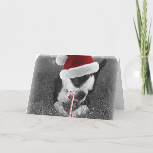 Cartão de natal de cana doce de Boston terrier (Frente)