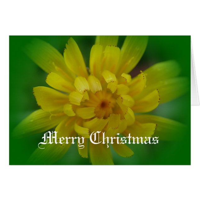Cartão de Natal de Dandelion Amarelo. (Frente Horizontal)