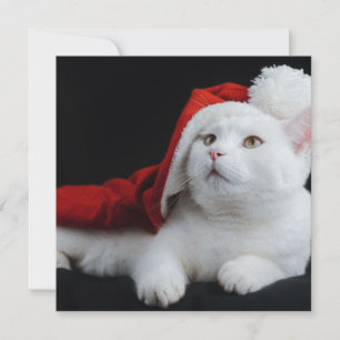 Cartão de Natal de Gato Branco