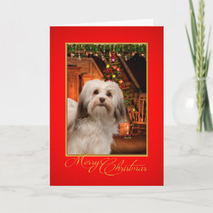 Cartão de Natal de Havanese