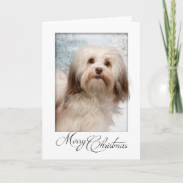 Cartão de Natal de Havanese