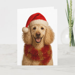 Cartão de Natal de Poodle