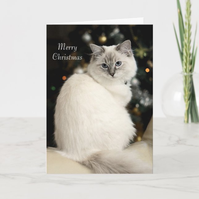 Cartão de Natal de Ragdoll (Frente)