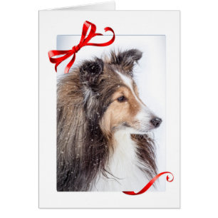 Cartão de Natal de Sheltie