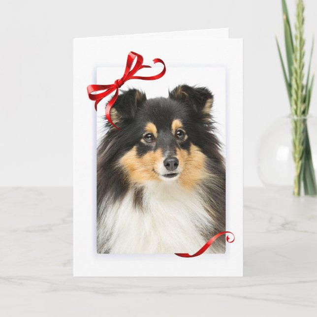 Cartão de Natal de Sheltie com três cores (Frente)
