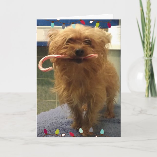 Cartão de Natal do cachorro Yorkie com bengala de  (Frente)