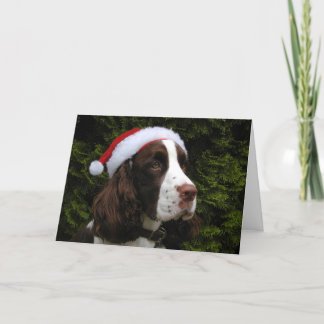 Cartão de Natal do Spaniel de Springer do Natal