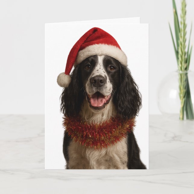 Cartão de Natal do Springer Spaniel preto e branco (Frente)