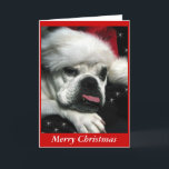 Cartão de Natal Inglês Bulldog.<br><div class="desc">Lindo foto digital de um velho e miniatura buldogue inglês. Você pode mudar a cor do fundo. Adicione sua própria mensagem pessoal. Estão disponíveis outros produtos de Natal para buldogue.</div>