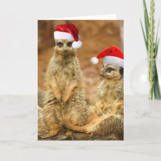 Cartão de Natal Meerkat