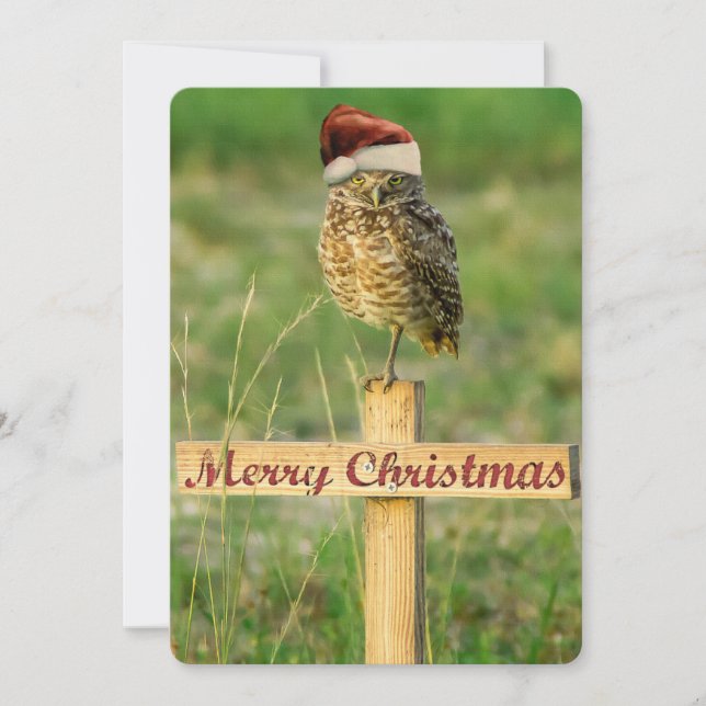 Cartão de Natal Owl para papais noeis Grande 5 x 7 (Frente)