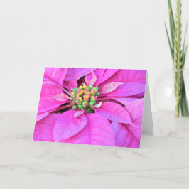Cartão de Natal - Poinsettia Rosa