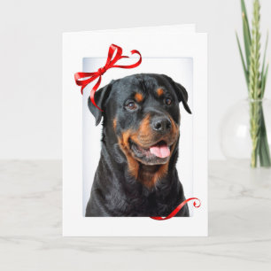 Cartão de Natal Rottie