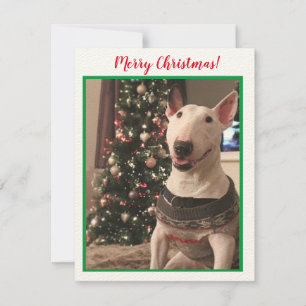 Cartão de Natal Touro Sorridente Terrier