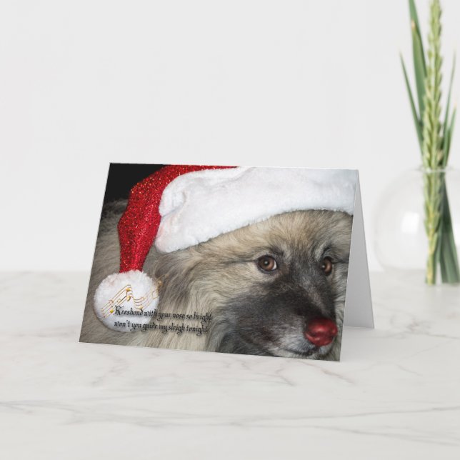 Cartão de Natal vermelho do Keeshond do nariz (Frente)