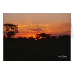 Cartão de Nota Acacia Sunset