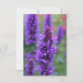 Cartão de Nota Anise Hyssop