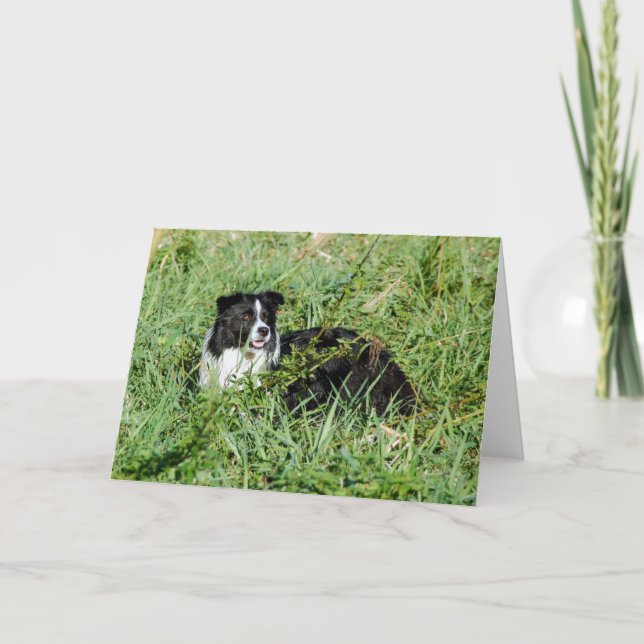 Cartão de nota bonito de border collie (Frente)