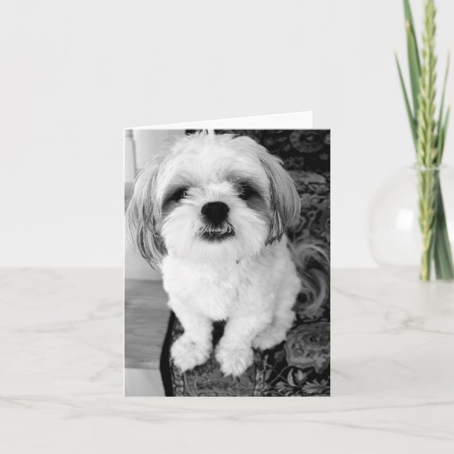 Cartão de nota bonito de Shih Tzu (Frente)