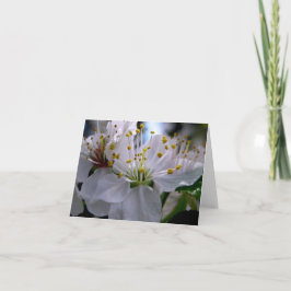 Cartão de nota branco das flores de cerejeira