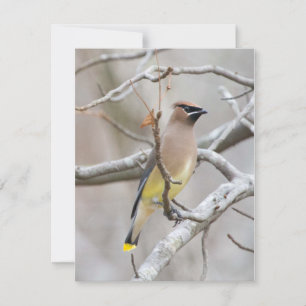 Cartão de Nota Cedar Waxwing