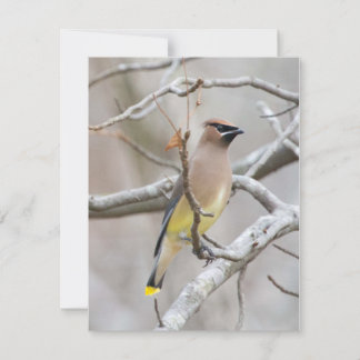 Cartão de Nota Cedar Waxwing